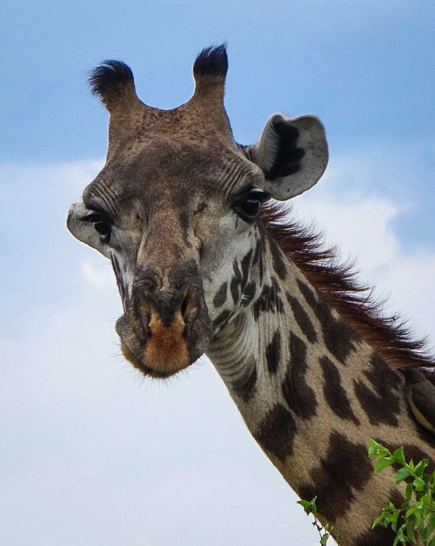 A close-up view of a giraffe's head against a clear blue sky, with its distinctive spotted pattern and long eyelashes visible.