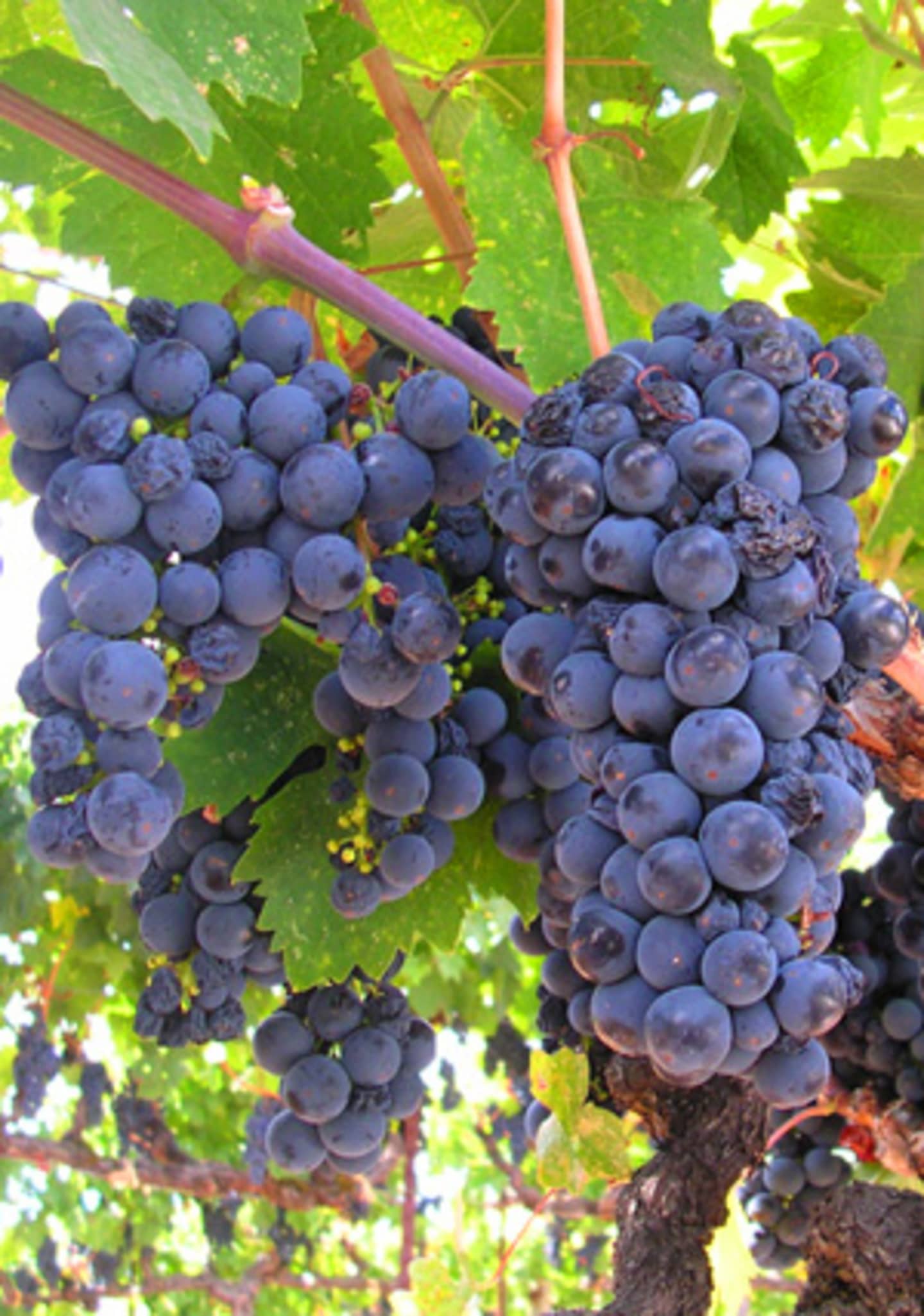 Clusters of ripe, dark purple grapes hang from the vine, surrounded by lush green leaves in the background.
