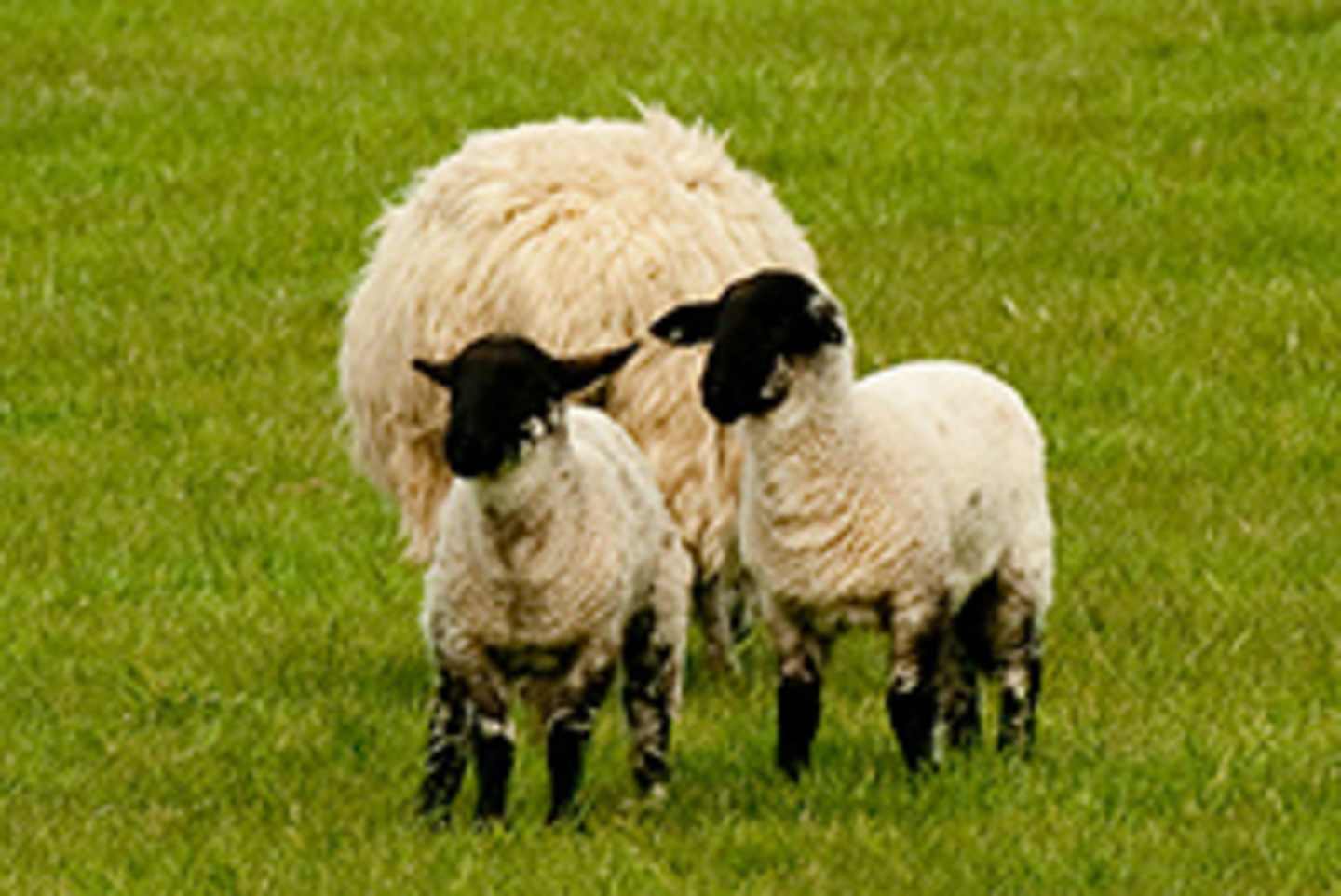 The image shows two fluffy white sheep standing in a lush green field.