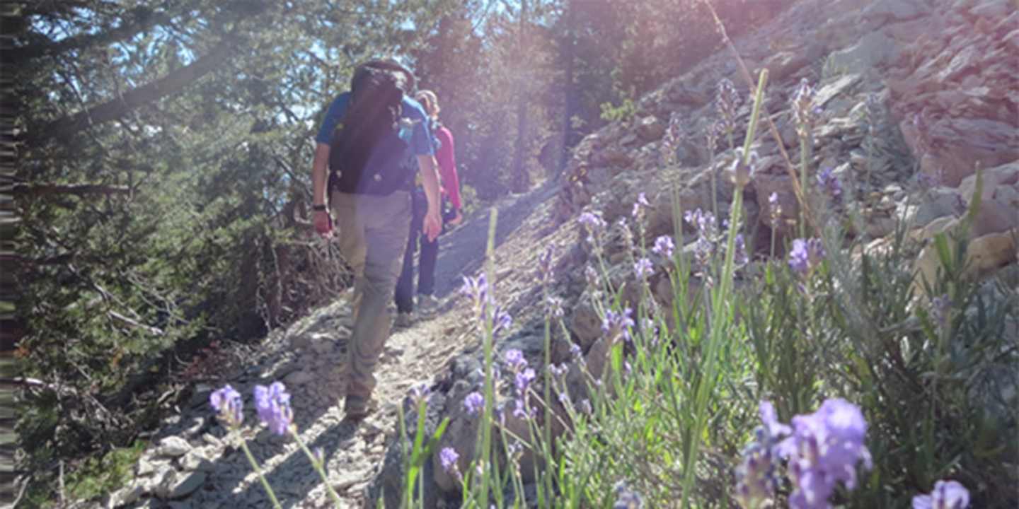 A person is walking along a narrow path surrounded by lush vegetation, including tall grass and vibrant purple flowers in the foreground, with a dense forest in the background.