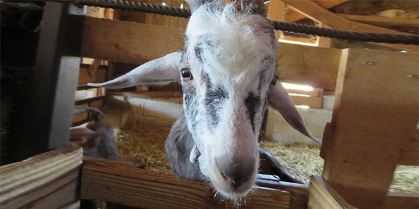 A large, white-furred animal with a long snout and pointed ears stands in a wooden enclosure filled with hay.