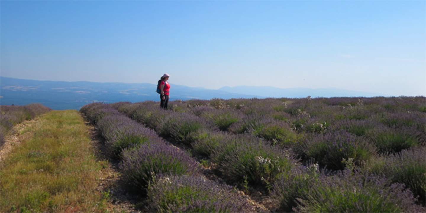 A person in a red jacket stands on a path surrounded by rows of lavender plants, with mountains visible in the distance under a clear blue sky.