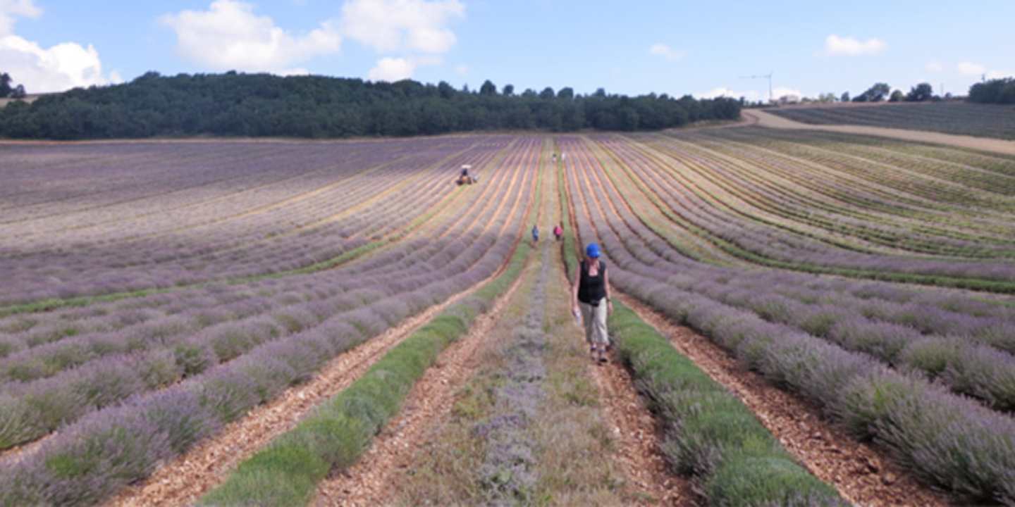 A vast lavender field stretches out, with a person walking along the rows in the foreground, surrounded by rolling hills and a blue sky with fluffy clouds in the background.