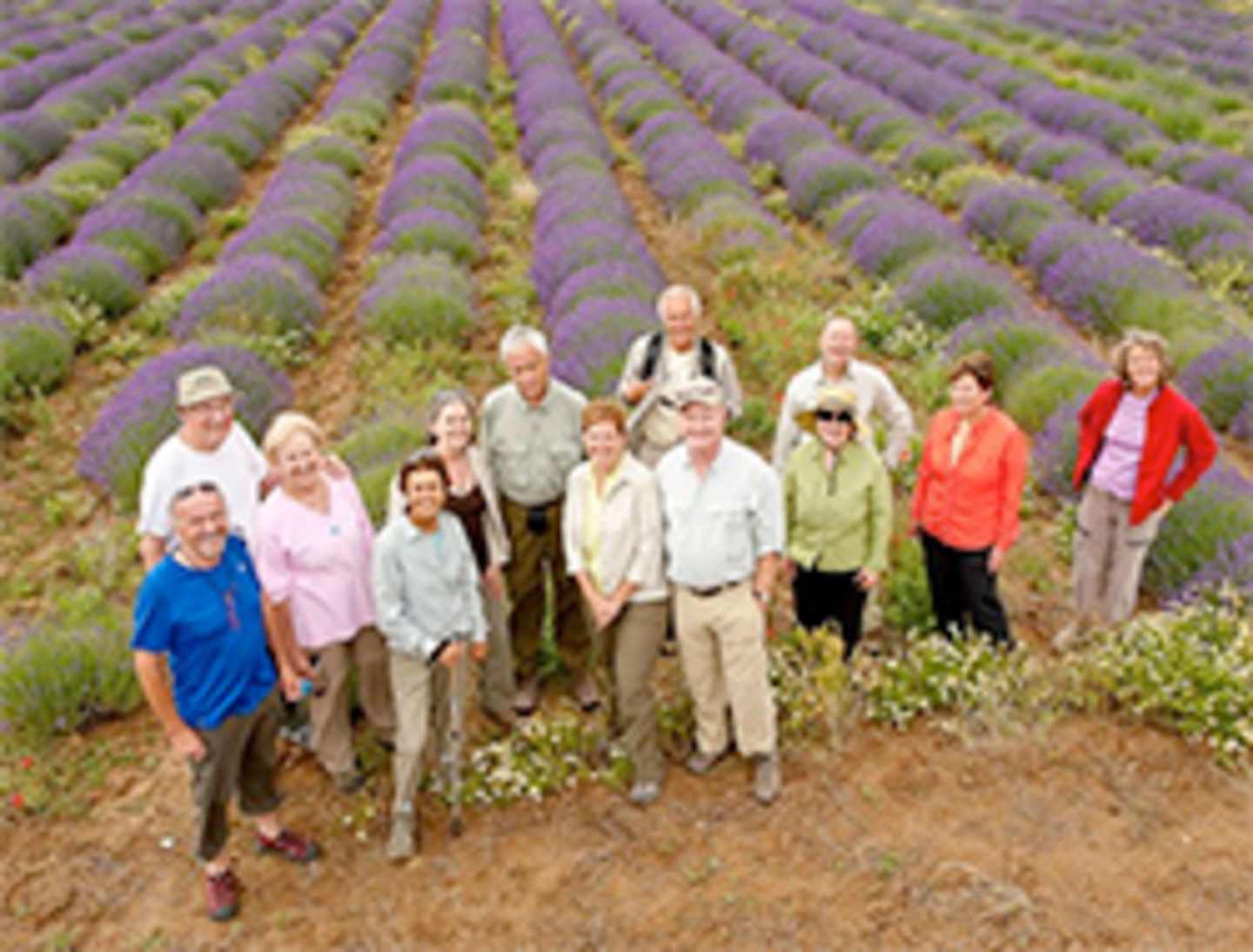 A group of people standing in a lavender field, with rows of purple flowers stretching out in the background.