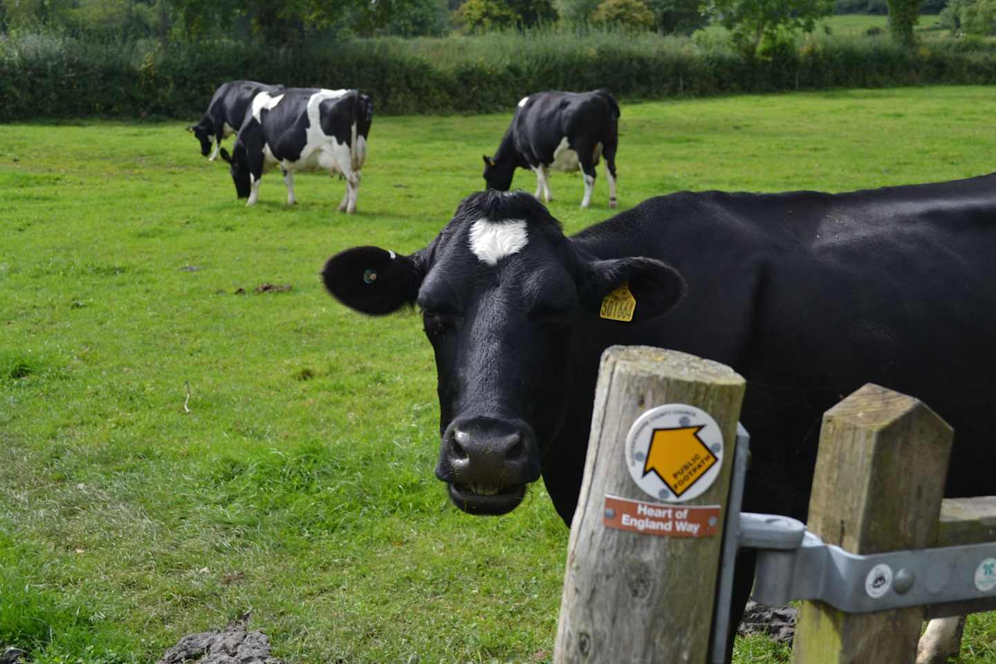 The image shows several black and white cows grazing in a lush green field, with a wooden fence post in the foreground displaying a warning sign.
