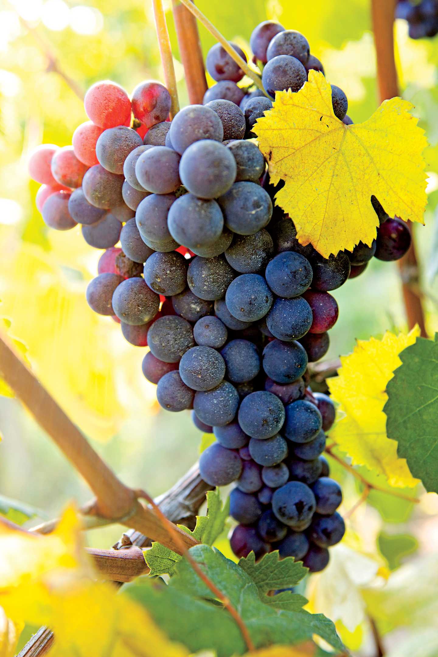 A cluster of ripe, dark purple grapes hangs from a vine, surrounded by vibrant yellow leaves against a blurred, sunlit background.