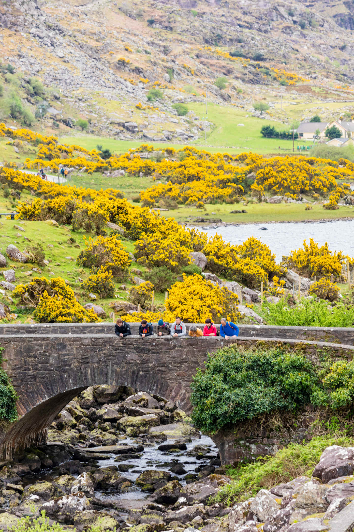 A picturesque landscape with a stone bridge spanning a stream, surrounded by lush green hills and vibrant yellow gorse bushes in the foreground.