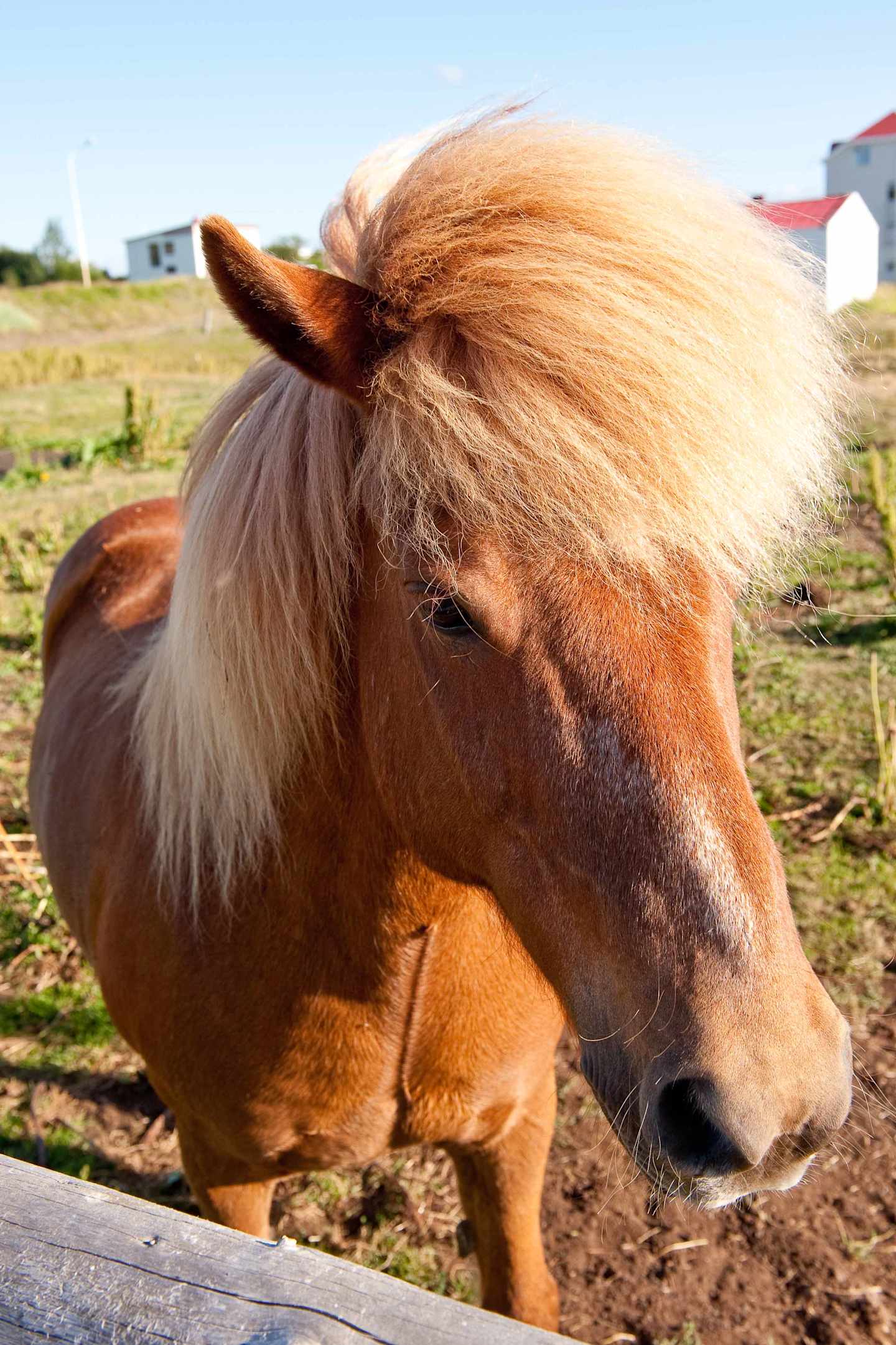 A close-up view of a brown horse with a fluffy mane standing in a grassy field, with a small building visible in the background.