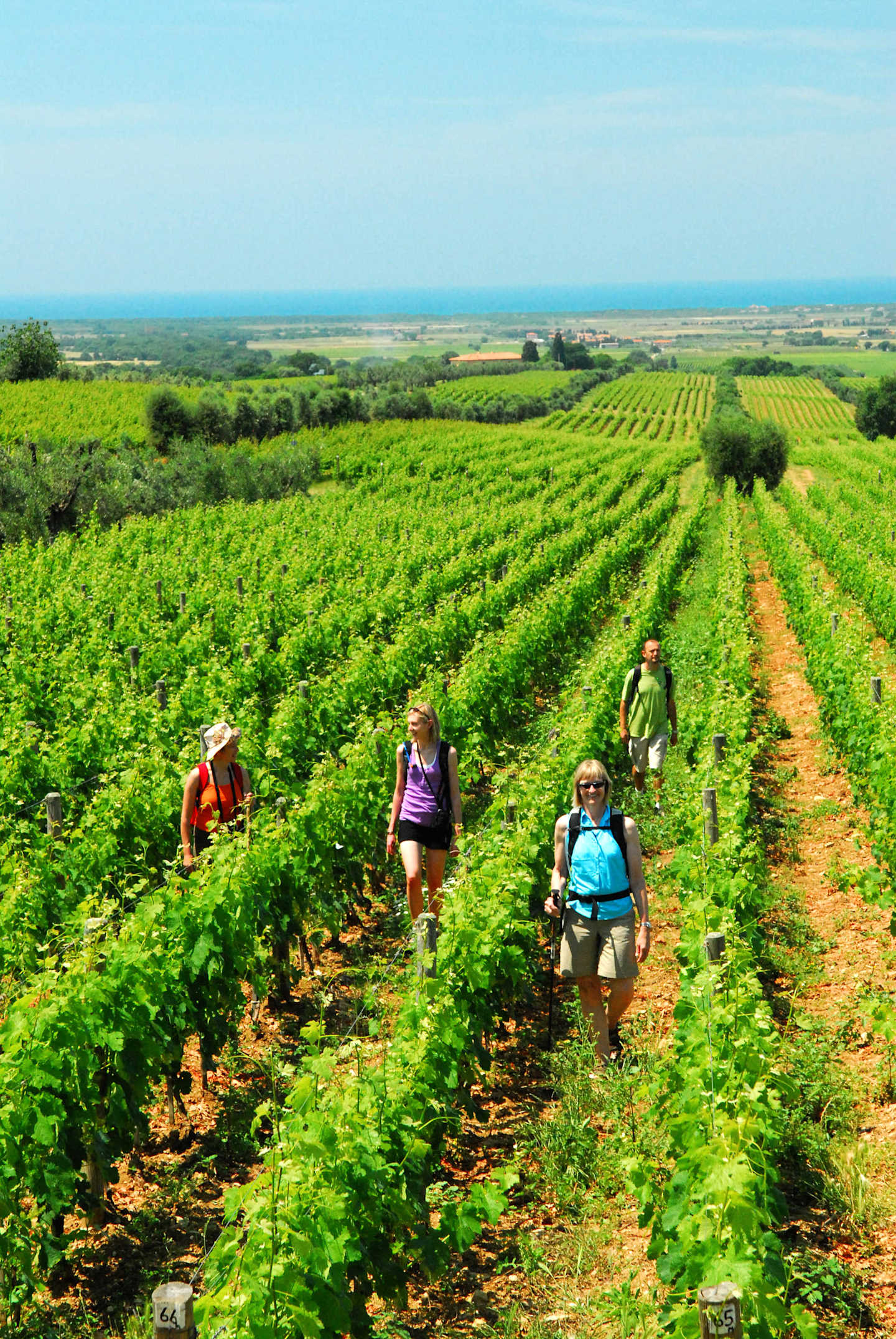 A group of people walking through a lush, green vineyard surrounded by rolling hills and a clear blue sky in the background.