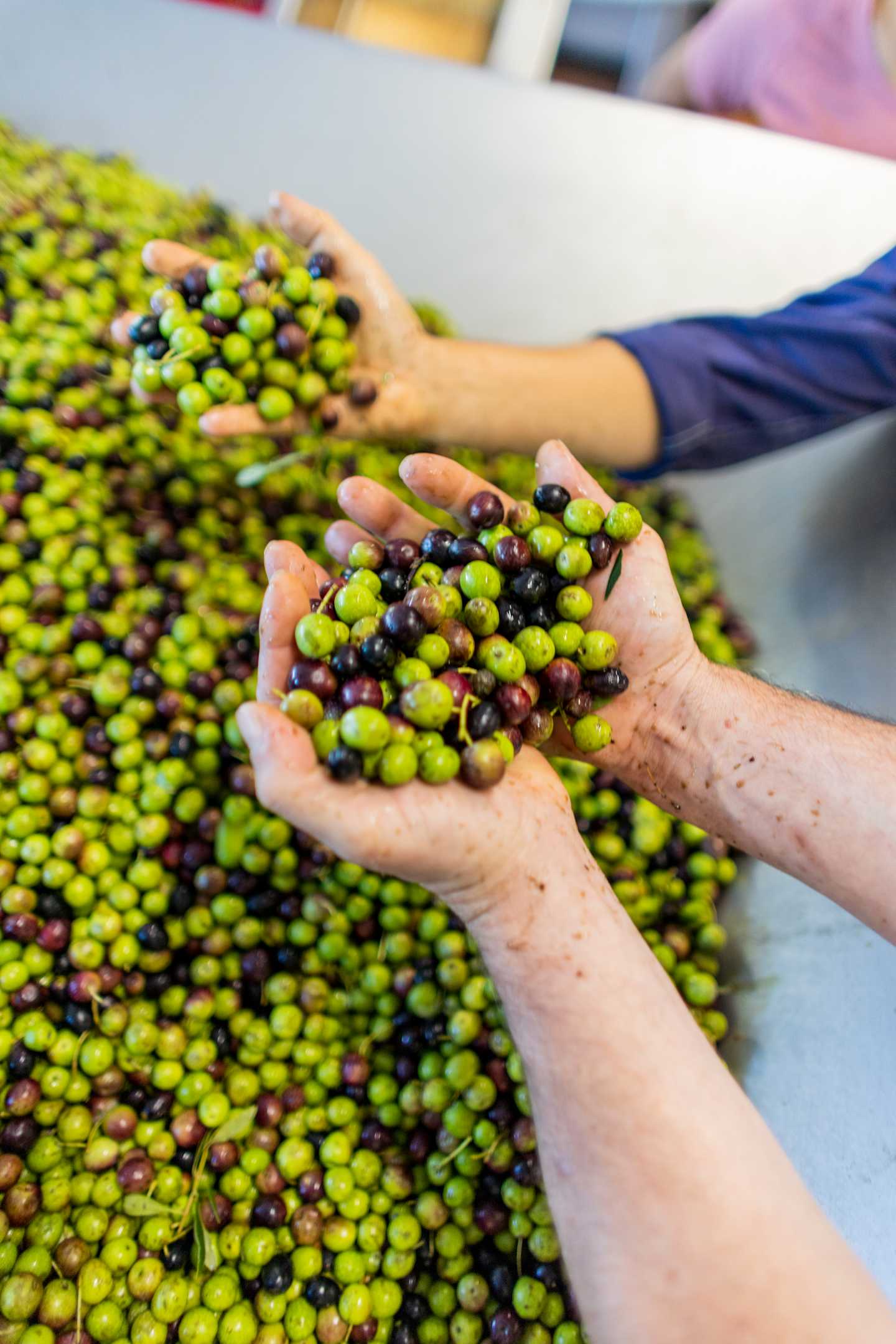 The image shows a person's hands holding a handful of freshly harvested olives, with a large pile of green and black olives in the background.