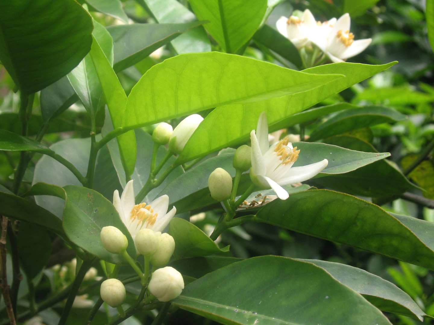 The image shows lush green leaves and delicate white flowers blooming amidst a verdant background.