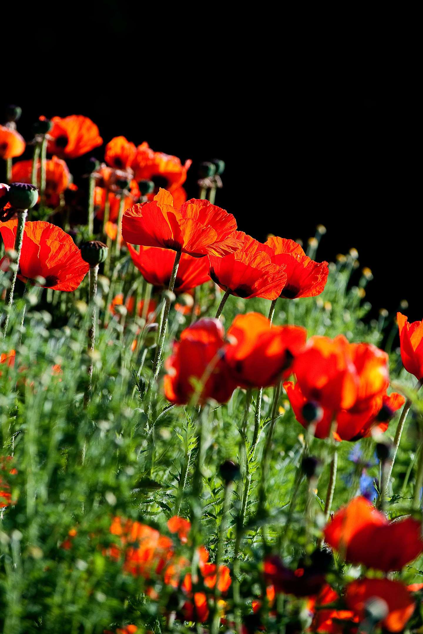 Vibrant red poppies stand tall against a dark background, their delicate petals swaying in the breeze.