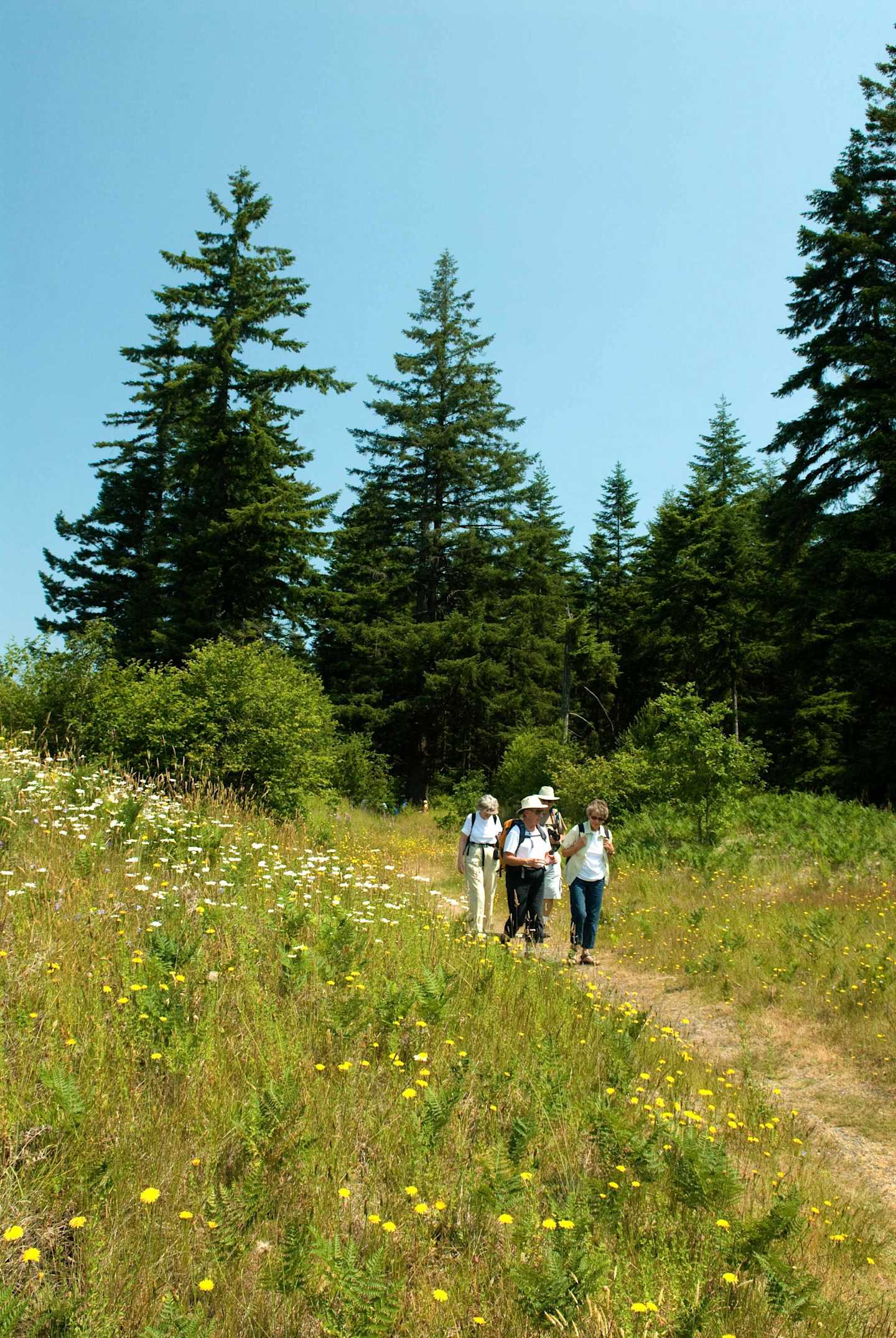 A group of people walking on a dirt path through a lush, grassy field surrounded by tall evergreen trees under a clear blue sky.