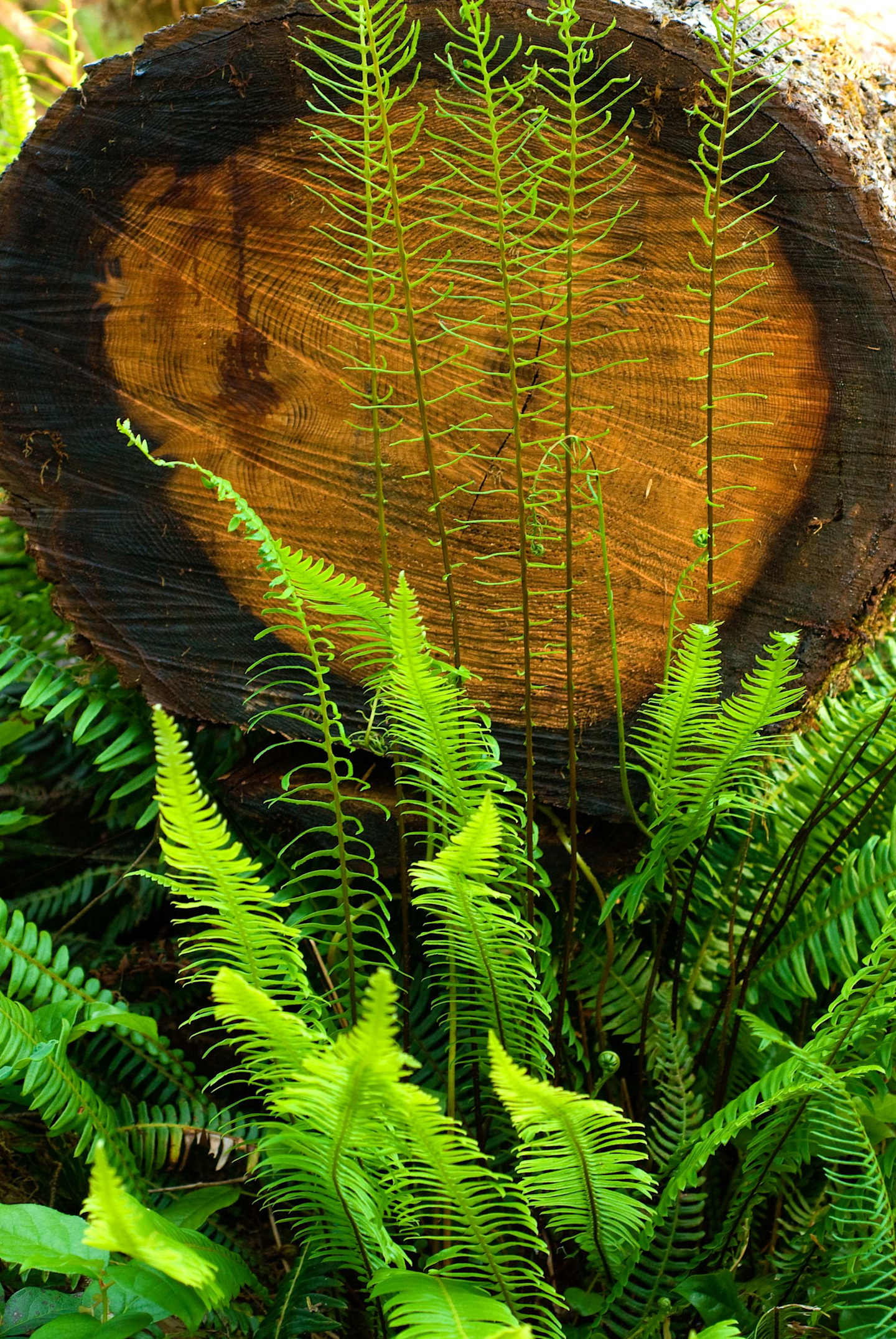 A large, weathered tree stump surrounded by lush, vibrant green ferns in a natural, forested setting.