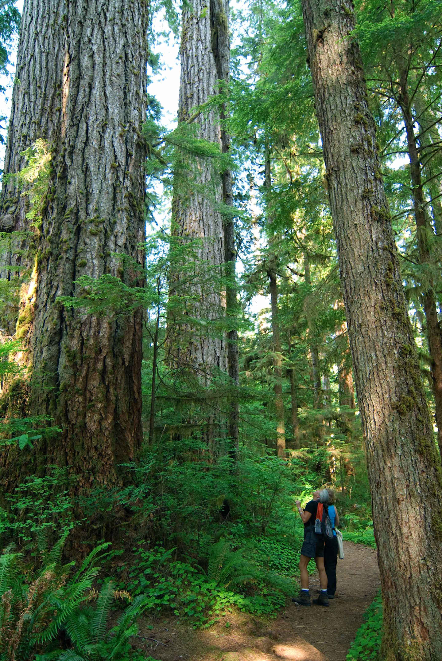 A lush, verdant forest with towering trees and a winding path, where two hikers are walking amidst the serene and tranquil surroundings.