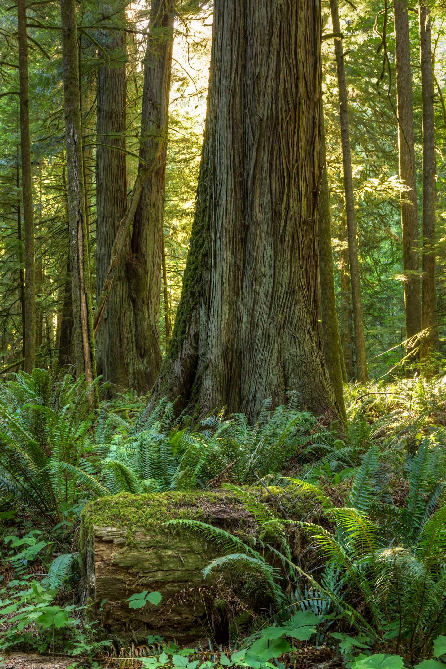 A massive, ancient tree stands tall in a lush, verdant forest, surrounded by a carpet of ferns and moss-covered logs.
