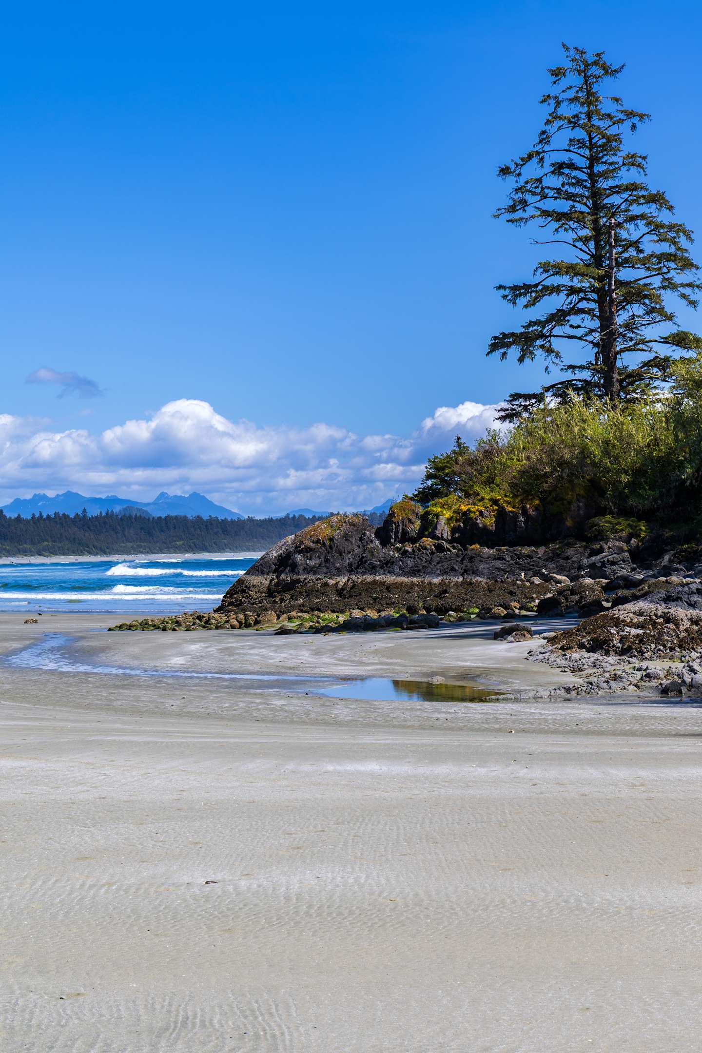 A serene coastal landscape with a sandy beach, rocky outcroppings, and a lone evergreen tree against a backdrop of a clear blue sky and distant mountains.