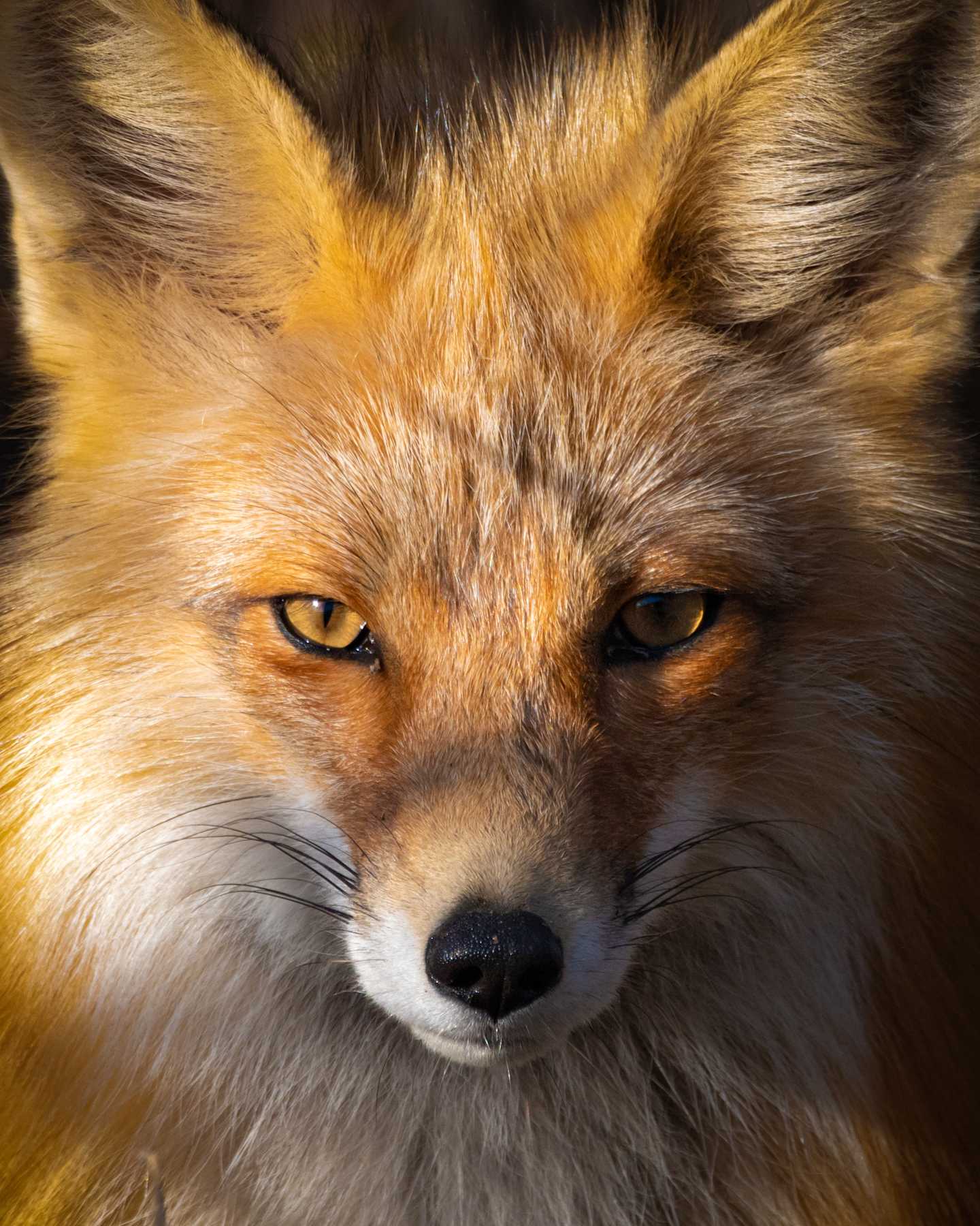 A close-up portrait of a captivating red fox, its piercing amber eyes and soft, reddish-orange fur filling the frame against a dark background.