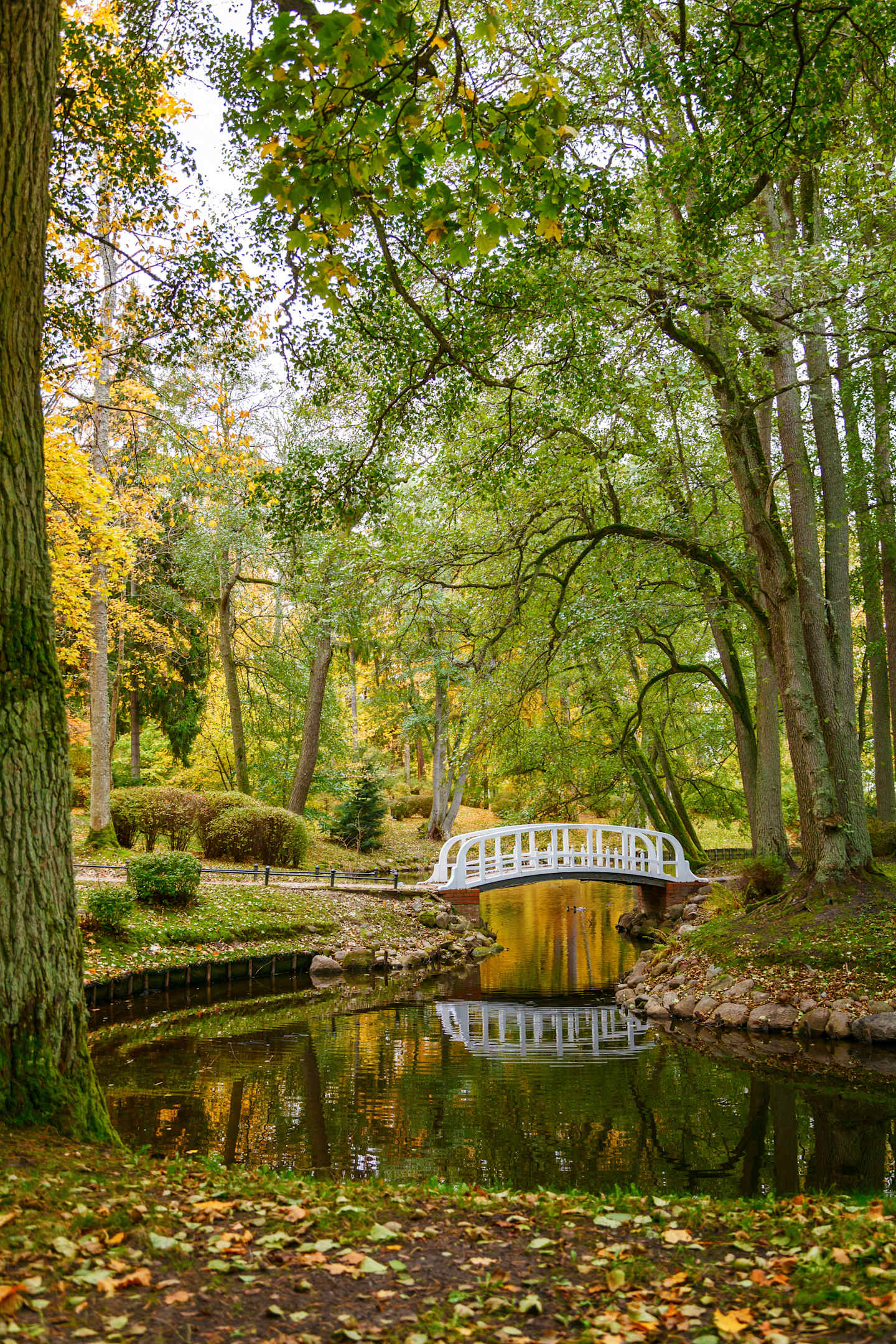 A tranquil pond surrounded by lush, verdant trees and a quaint wooden bridge reflecting in the still water, creating a serene and picturesque autumn landscape.