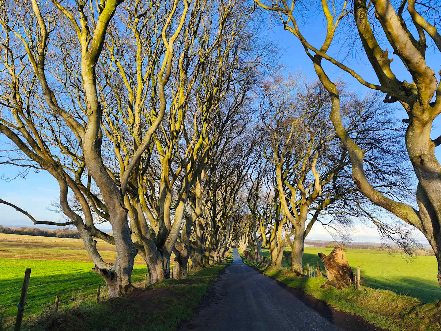 A narrow road winds through a tunnel of bare, arching trees with bright green fields stretching out on either side under a clear blue sky.