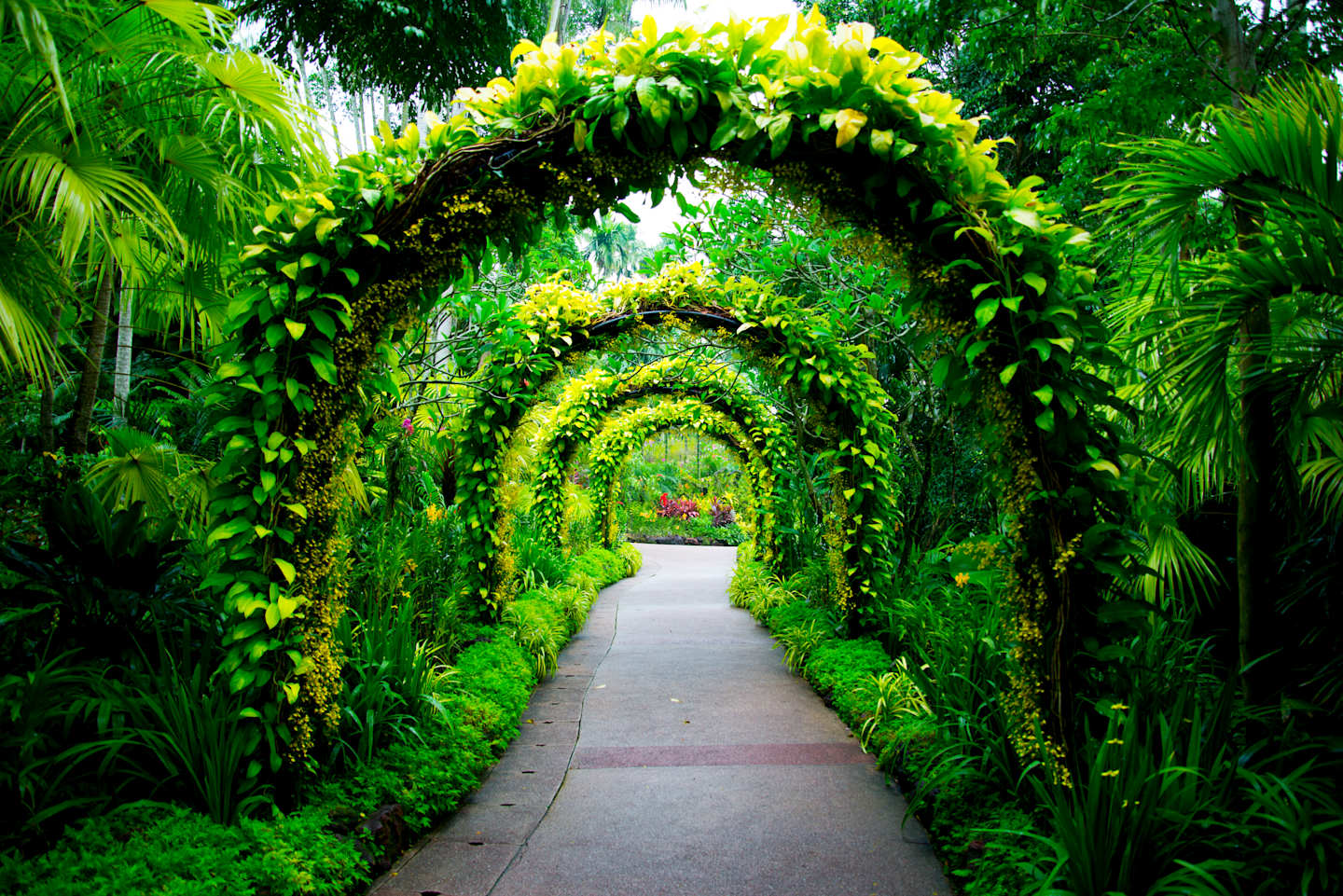 A winding path leads through lush green arches of foliage, with dense tropical plants filling the background.