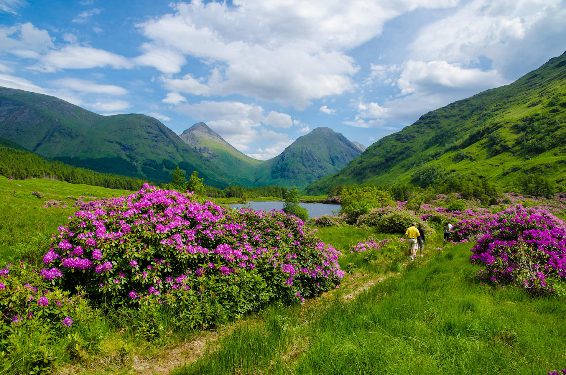 A lush, verdant valley with towering mountains in the background, dotted with vibrant pink rhododendron flowers in the foreground, creating a serene and picturesque landscape.