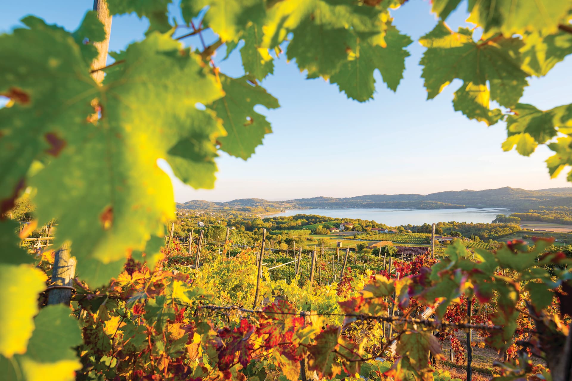 Vibrant green and yellow grape leaves frame a picturesque landscape of rolling hills, vineyards, and a distant body of water under a clear sky.