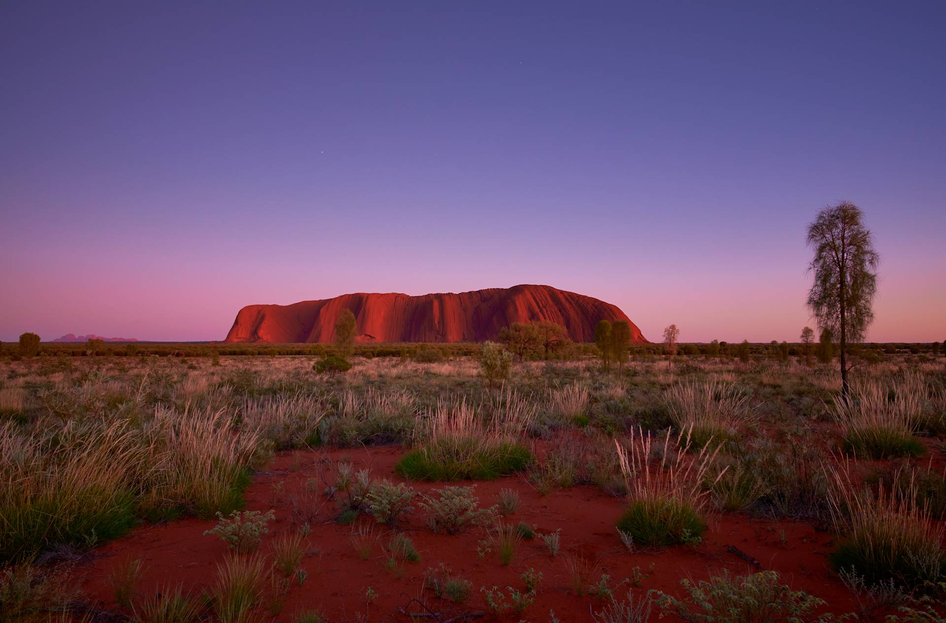A vast, arid landscape with a towering, iconic red rock formation known as Uluru (Ayers Rock) in the background, surrounded by a field of dry, reddish vegetation in the foreground.