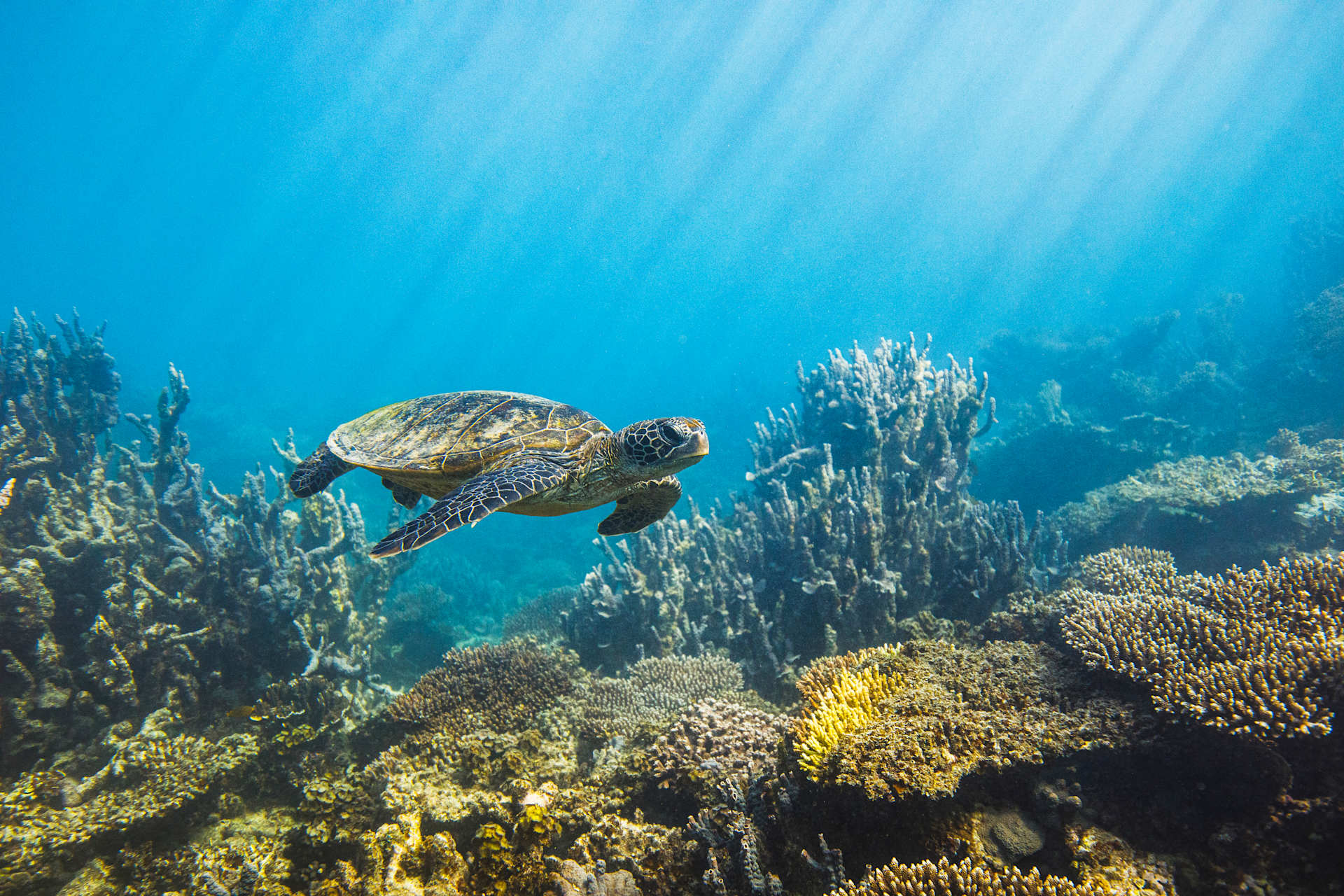 A large sea turtle swims gracefully among a vibrant coral reef, surrounded by a deep blue underwater environment.