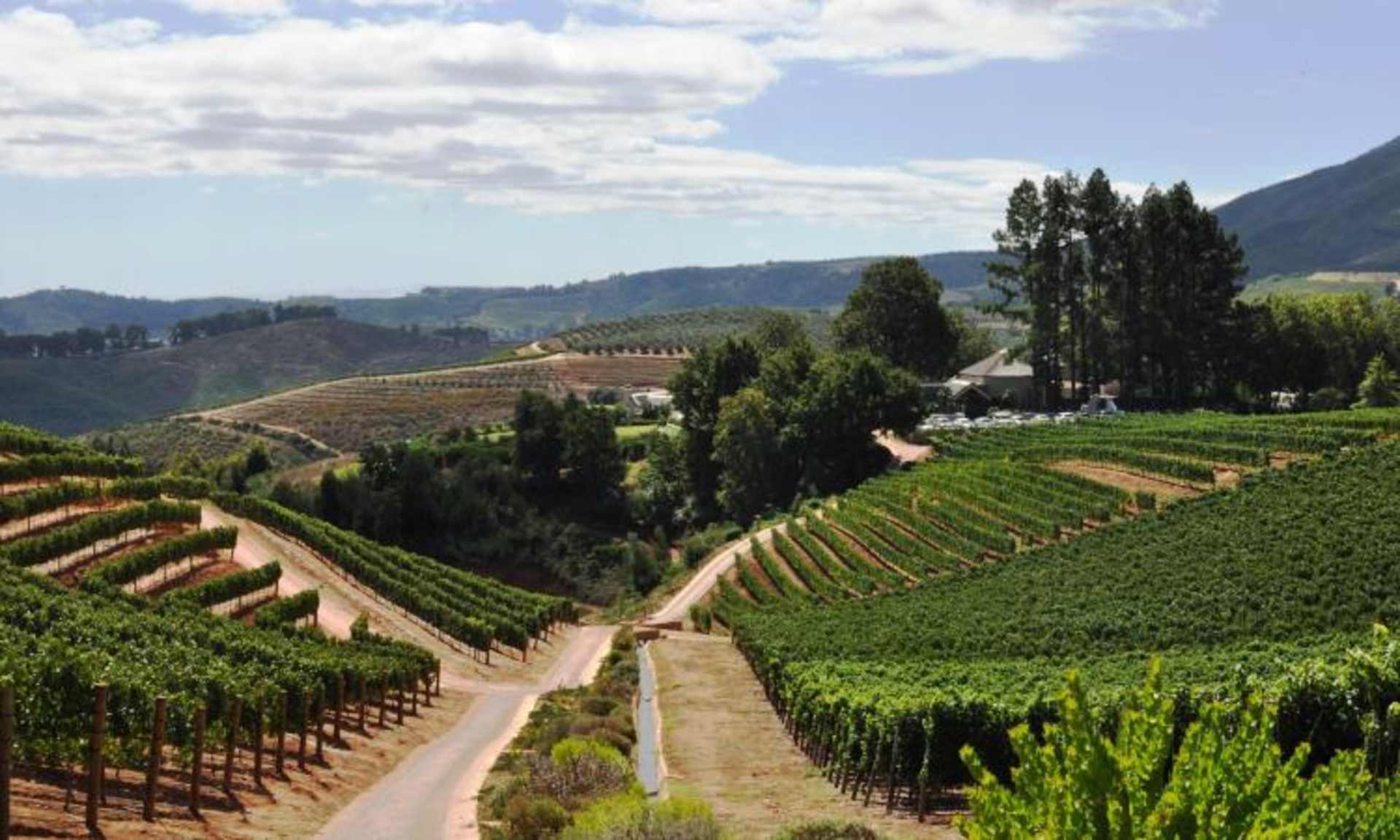 A lush, rolling landscape of verdant vineyards stretches out, dotted with rows of grapevines and framed by distant hills and a cloudy sky.