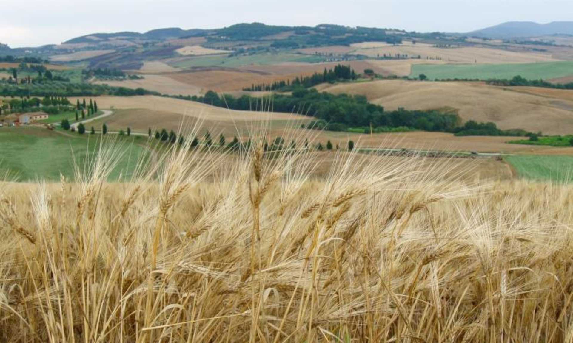 A vast, rolling landscape of golden wheat fields stretches out, dotted with clusters of trees and hills in the distance, creating a picturesque and serene rural scene.