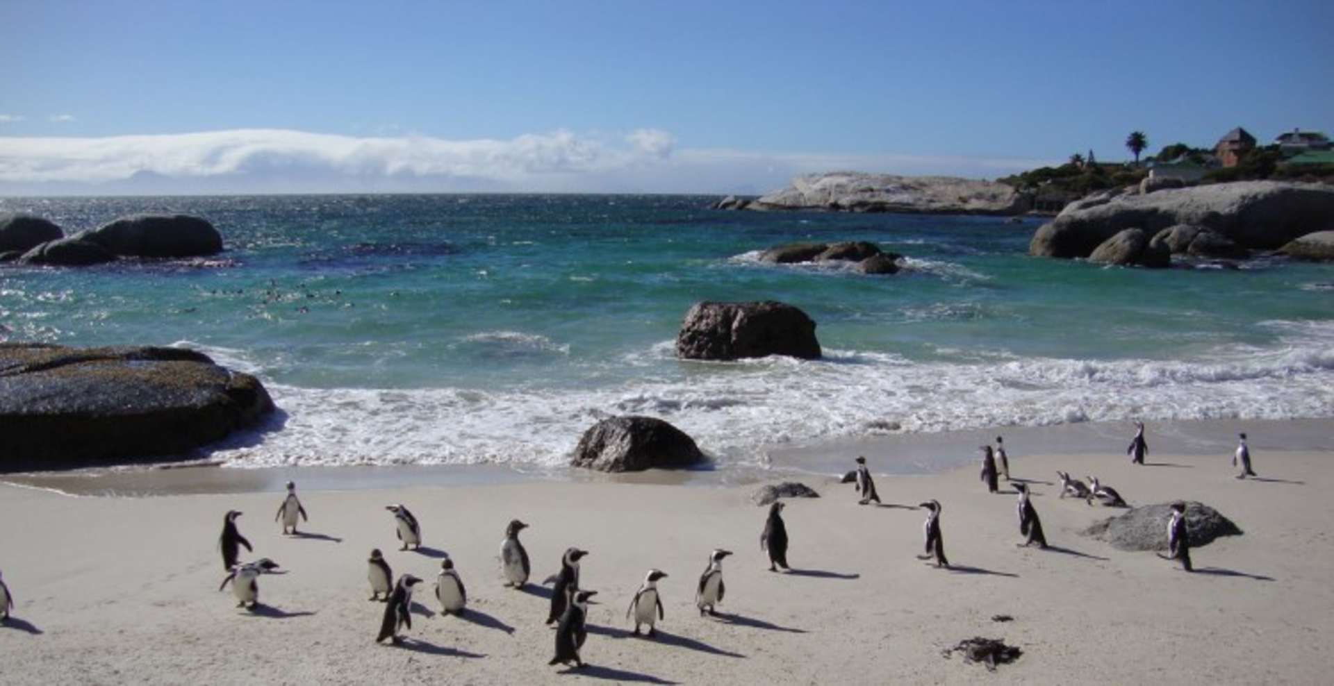 A picturesque beach scene with a group of penguins waddling along the sandy shore, surrounded by rocky cliffs and a vibrant turquoise ocean under a clear blue sky.