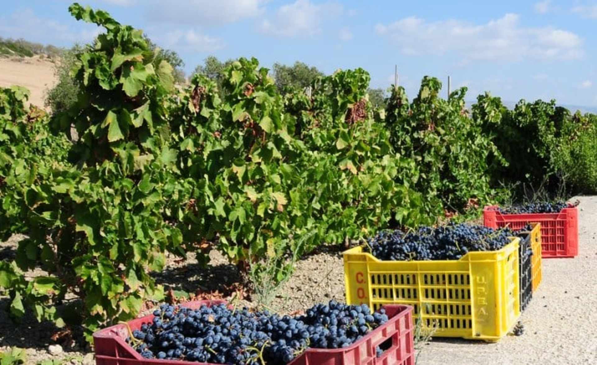 A lush vineyard with rows of green vines and crates filled with freshly harvested dark blue grapes in the foreground.