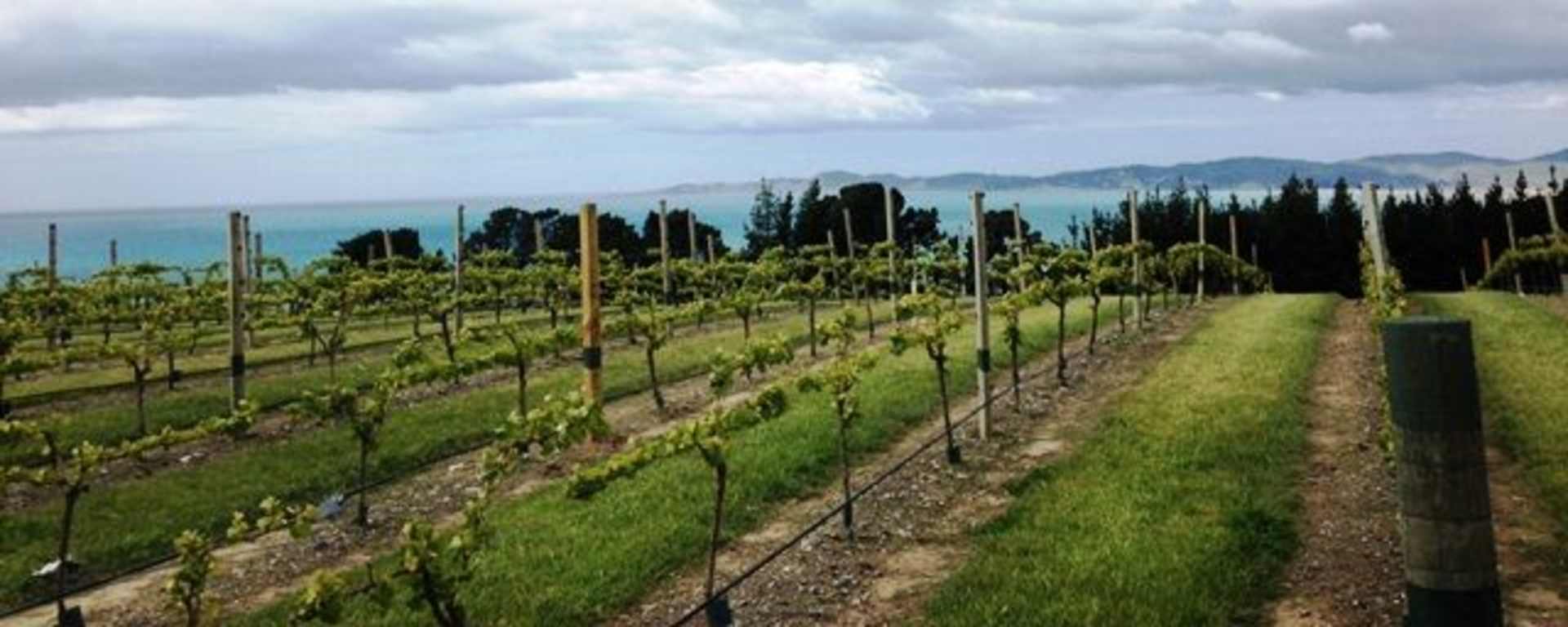 A lush, green vineyard stretches out in the foreground, with rows of grapevines lining the landscape. In the background, a hazy, mountainous horizon can be seen under a cloudy sky.