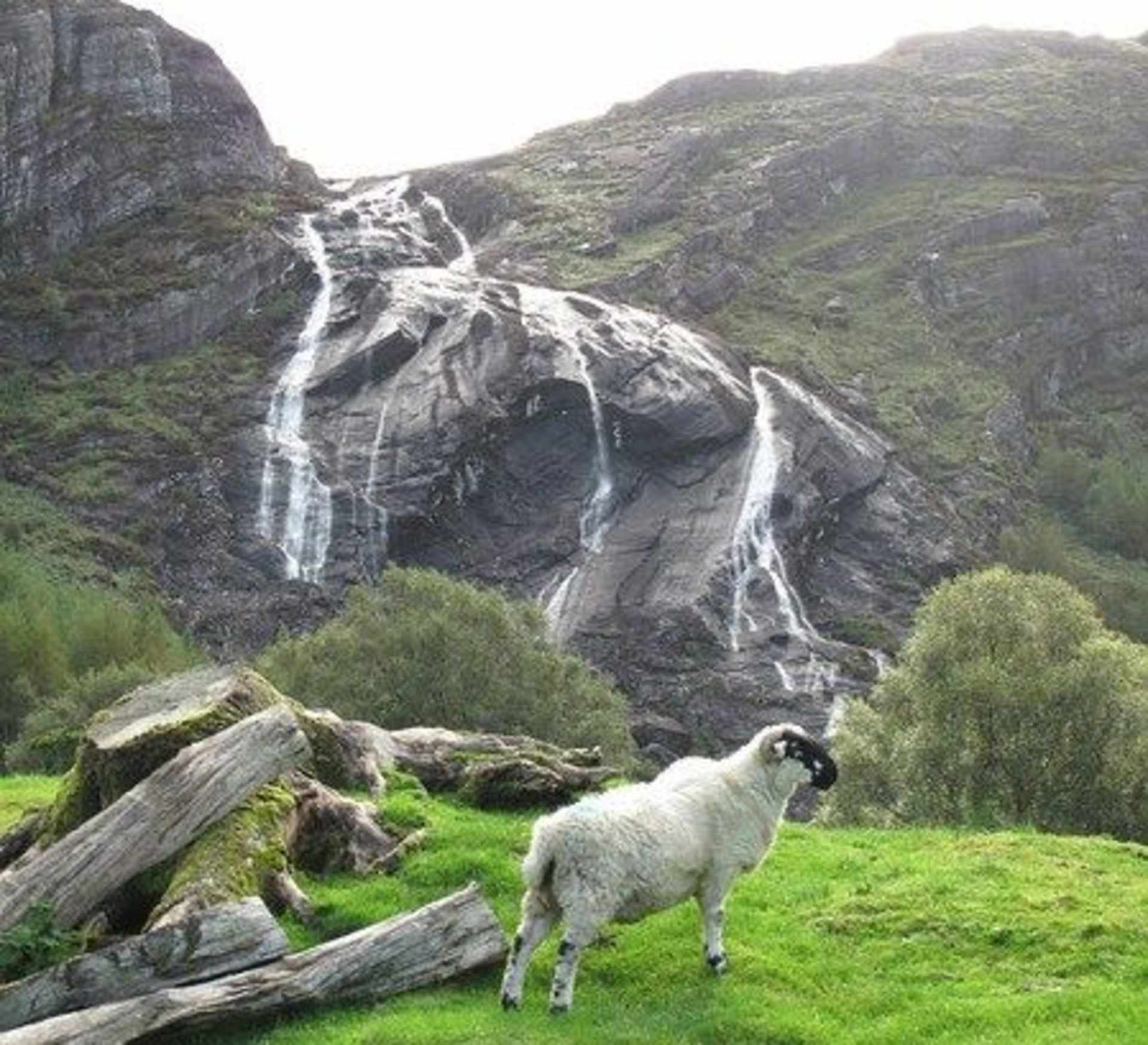 A majestic waterfall cascades down the rugged mountainside, surrounded by lush green vegetation, while a lone sheep stands in the foreground on the grassy field.