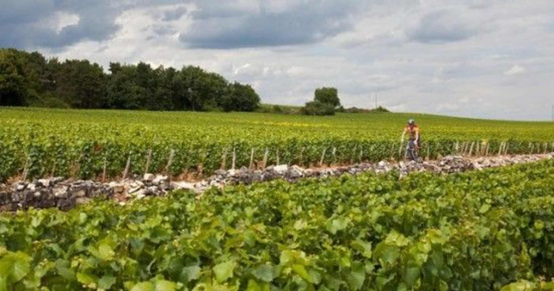 A lush green field with a stone wall running along the edge, surrounded by a forest and a cloudy sky in the background.
