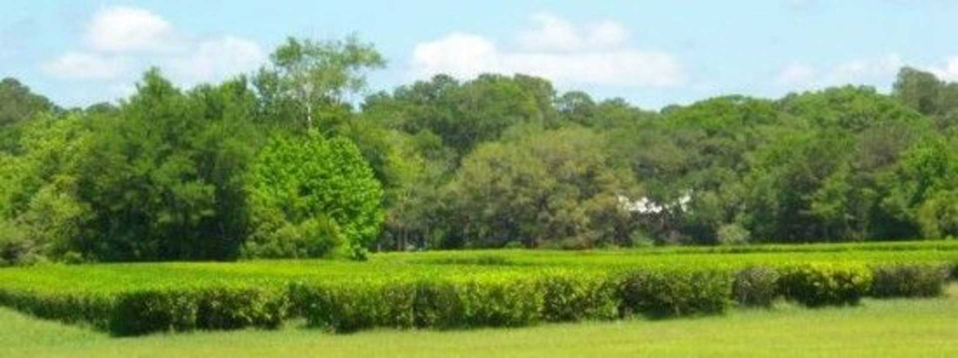 A lush, verdant landscape with a grassy foreground and a dense forest of trees in the background, set against a bright, cloudy sky.