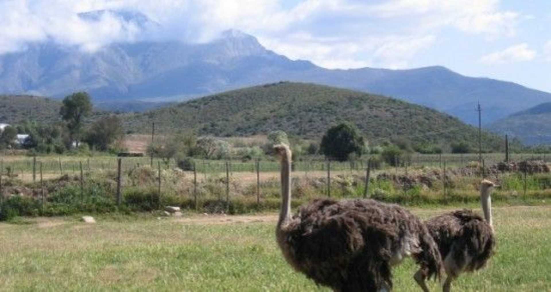 The foreground features two ostriches standing in a grassy field, while the background showcases a mountainous landscape with lush, forested hills and a cloudy sky.