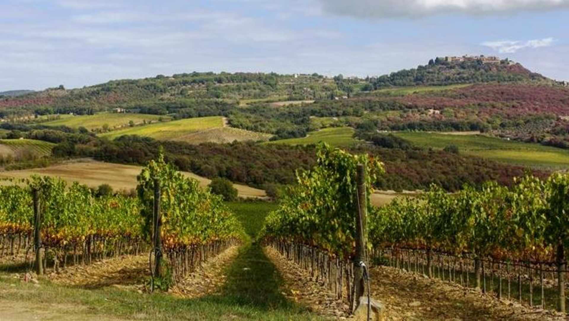 A picturesque landscape with rows of grapevines in the foreground, leading up to a rolling, forested hillside with a medieval castle perched atop in the distance.