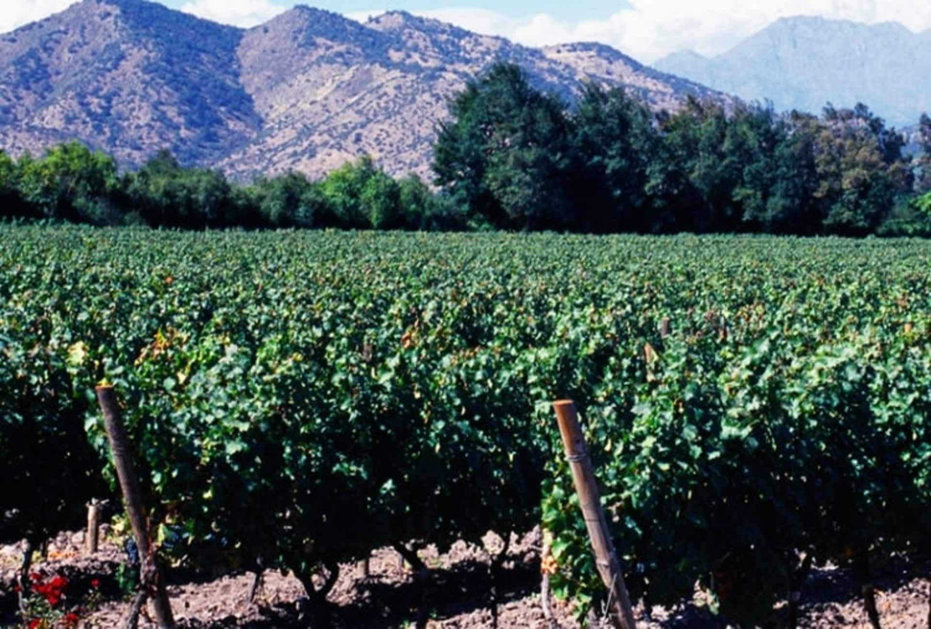 A lush green vineyard stretches out in the foreground, with towering mountains rising in the background against a clear blue sky.
