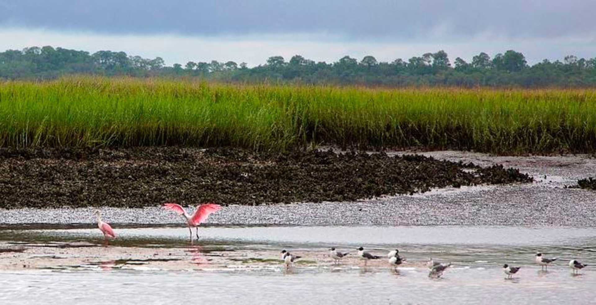 The foreground of the image shows a shallow body of water with several small birds, possibly wading birds, standing in it. The background features a lush, forested landscape with tall trees and a cloudy sky.
