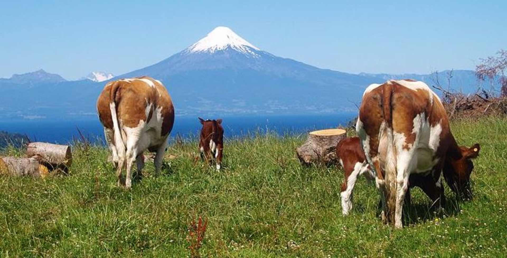 A herd of horses grazing in a lush green meadow, with a majestic snow-capped mountain peak visible in the background.