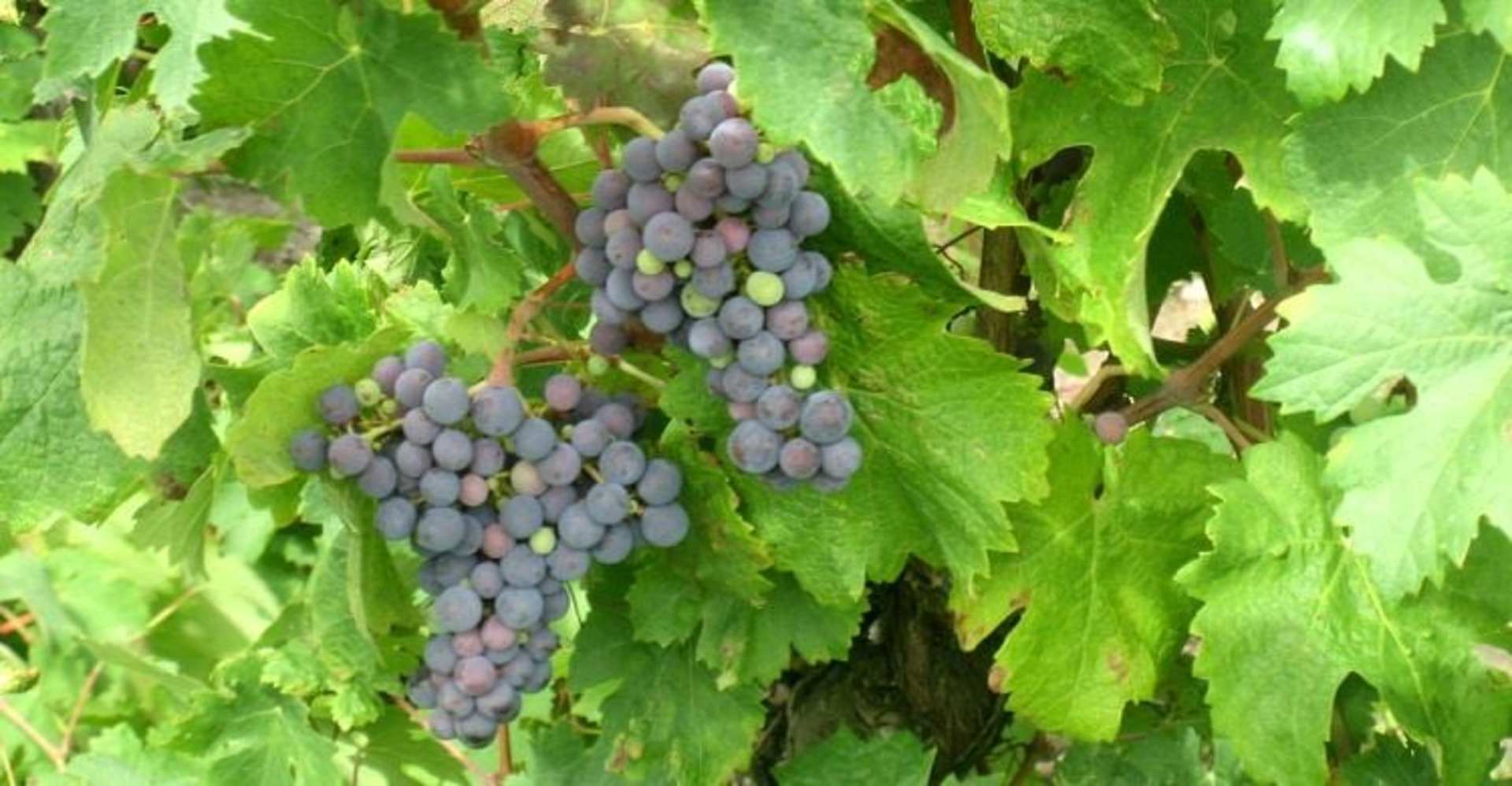 Clusters of plump, purple-blue grapes hang amidst lush, green leaves in the foreground, while a blurred, natural background provides a serene setting.