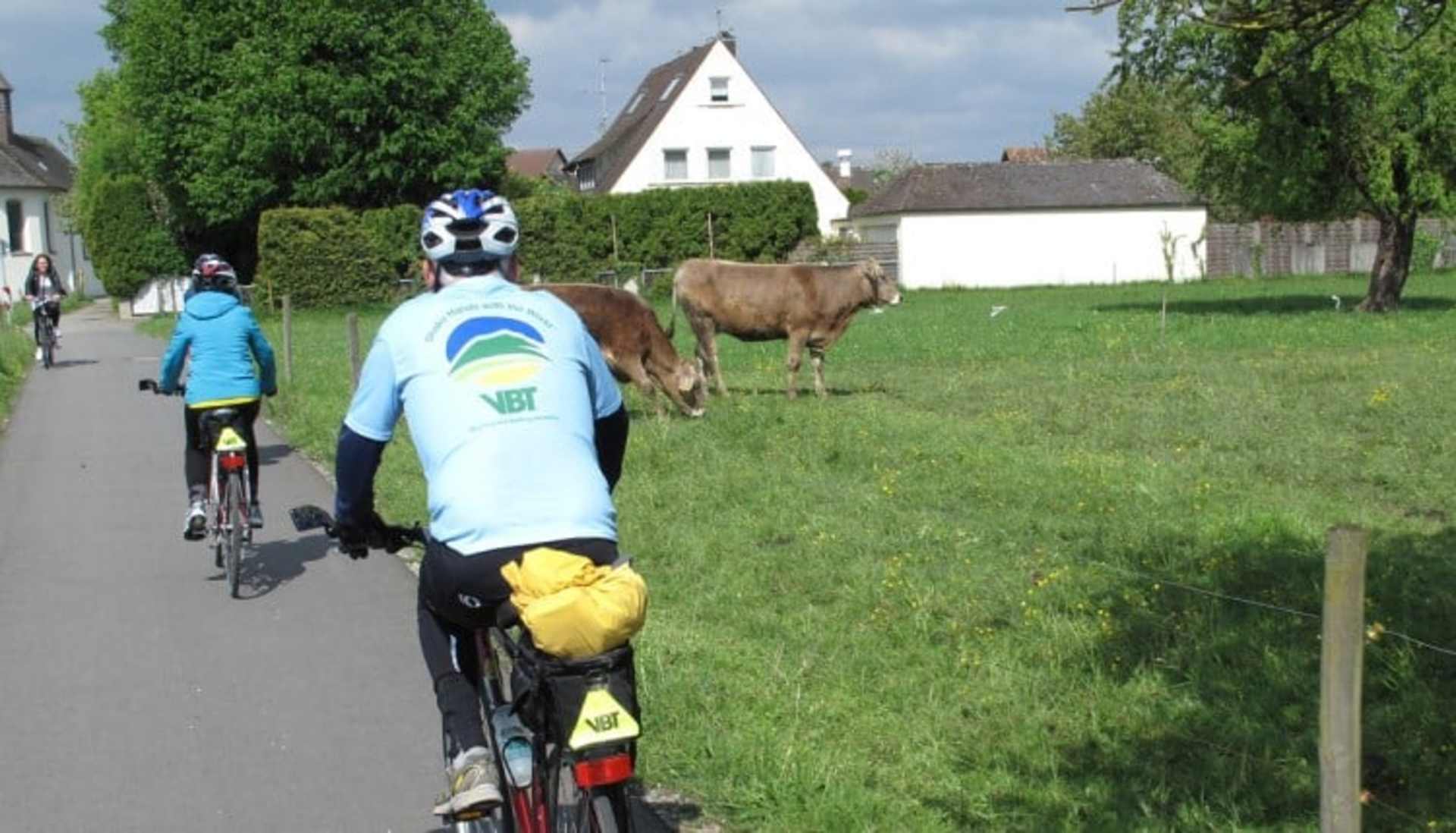 A person wearing a blue and white cycling jersey rides a bicycle on a path, with a cow grazing in the grassy field behind them and a traditional-style building visible in the background.