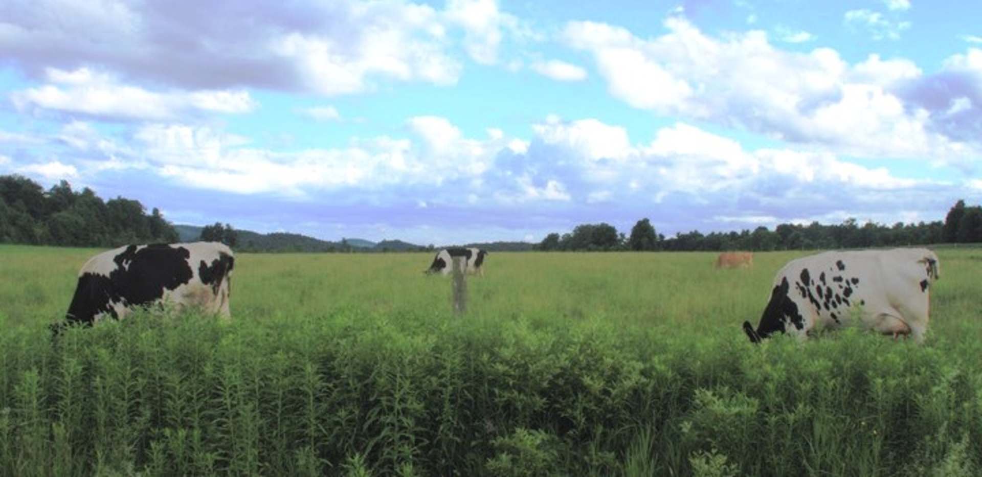 A lush green meadow with grazing cows in the foreground, surrounded by a forest and a cloudy blue sky in the background.