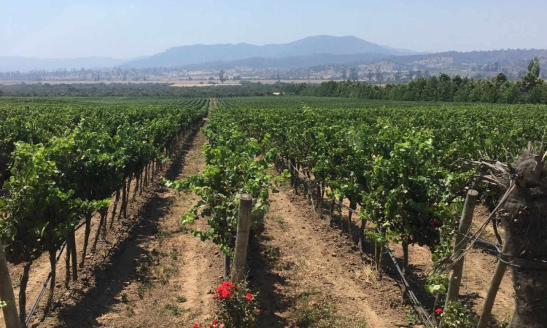 A lush green vineyard stretches out in the foreground, with rows of grapevines leading the eye towards the distant mountains in the background.