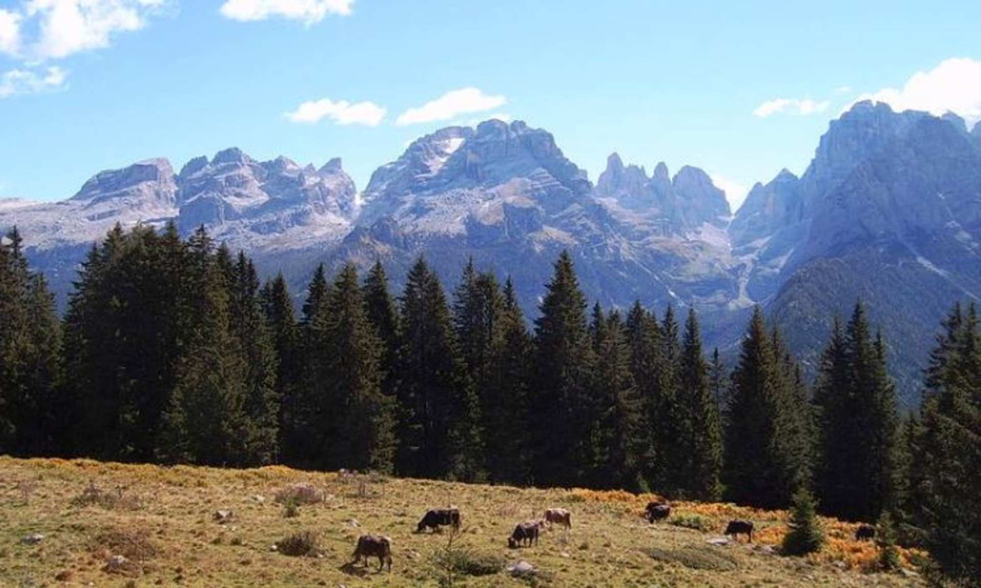 Majestic snow-capped mountains rise in the background, surrounded by a dense forest of evergreen trees, with a herd of grazing horses in the foreground.