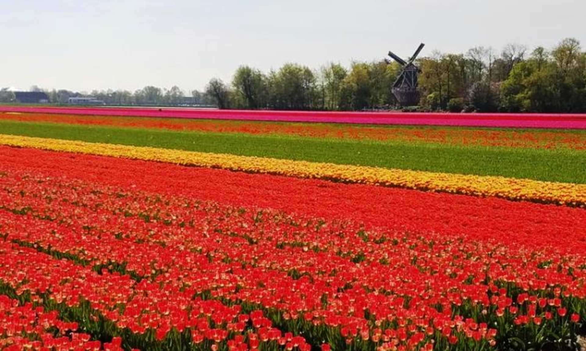 A vibrant field of red tulips stretches out in the foreground, with a windmill visible in the distance against a backdrop of lush greenery and a clear sky.