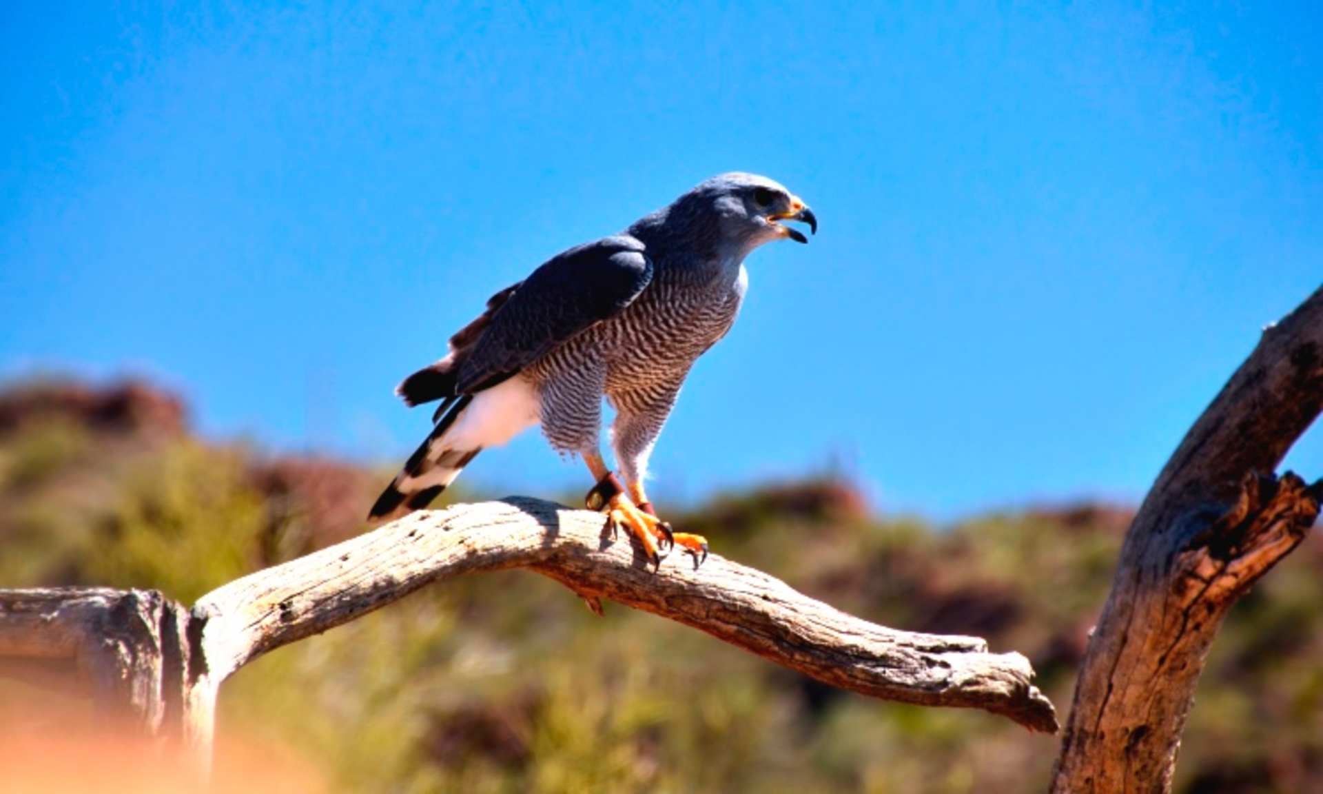 A falcon perched on a wooden branch against a clear blue sky, with a blurred natural background.