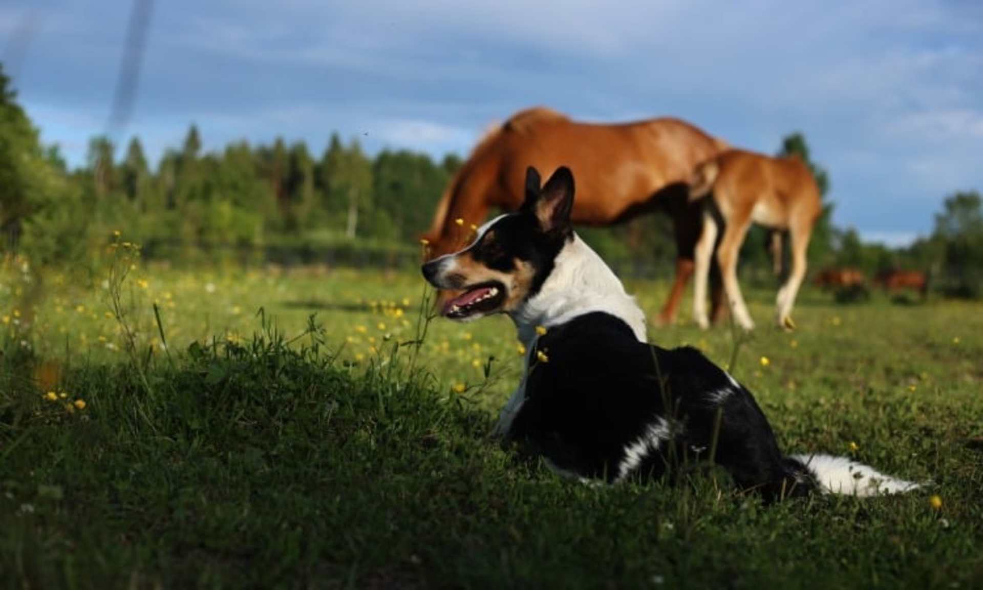 A black and white border collie dog sits in a grassy field, with a brown horse grazing in the background against a backdrop of pine trees and a cloudy sky.